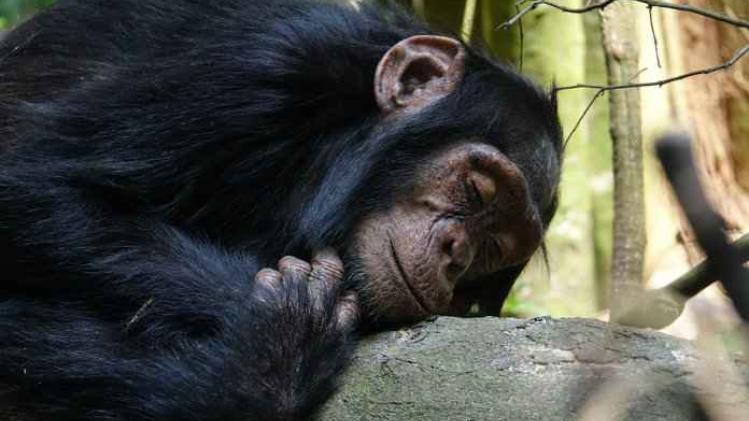 Het nest van een chimpansee is 10 keer properder dan ons bed